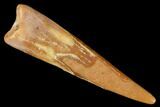 Fossil Pterosaur (Siroccopteryx) Tooth - Morocco #178529-1